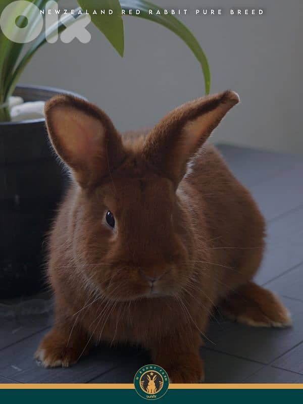 جميع سلالات الأرانب أجنبية نقية -  rabbit pure breed 14