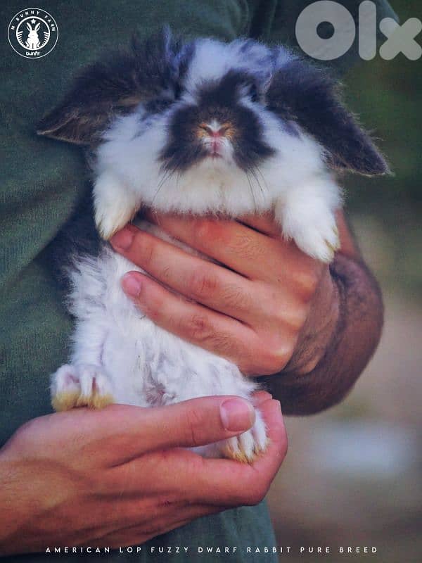 جميع سلالات الأرانب أجنبية نقية -  rabbit pure breed 15