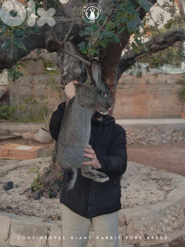 جميع سلالات الأرانب أجنبية نقية -  rabbit pure breed 16