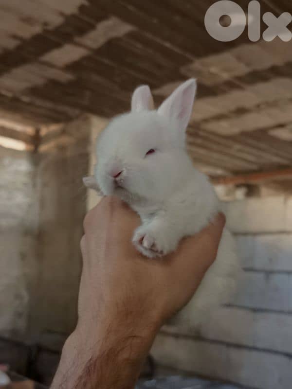 جميع سلالات الأرانب أجنبية نقية -  rabbit pure breed 17