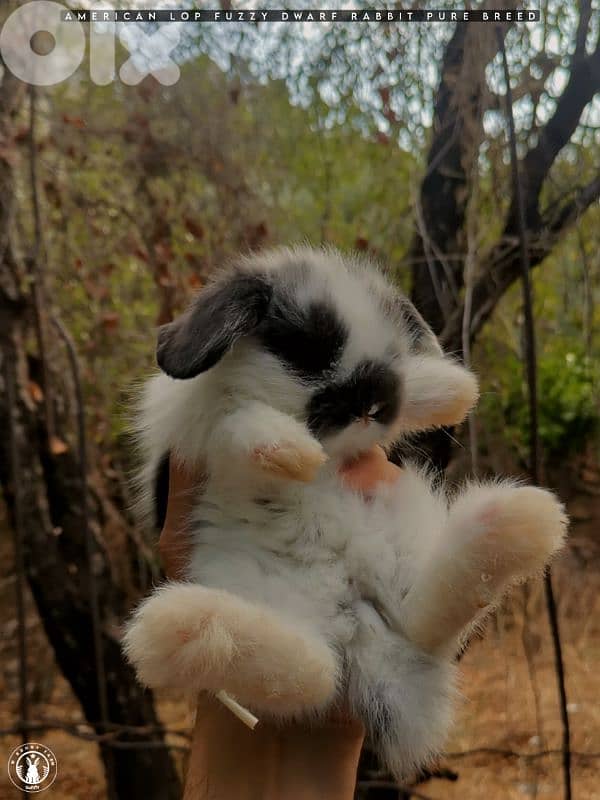 جميع سلالات الأرانب أجنبية نقية -  rabbit pure breed 18