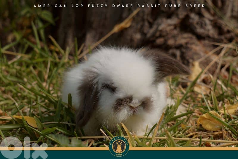 جميع سلالات الأرانب أجنبية نقية -  rabbit pure breed 19