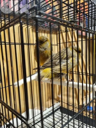 Healthy couple yorkshire for sale