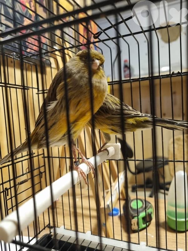 Healthy couple yorkshire for sale 1