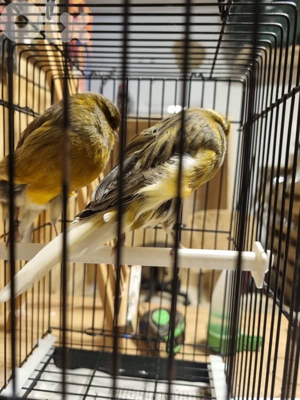 Healthy couple yorkshire for sale 2