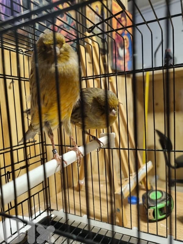 Healthy couple yorkshire for sale 3