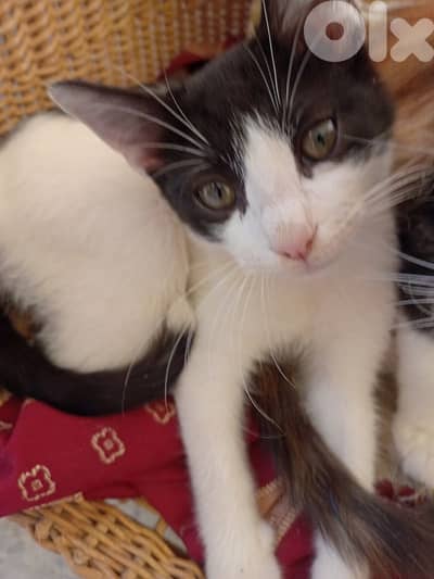 للتبني for free