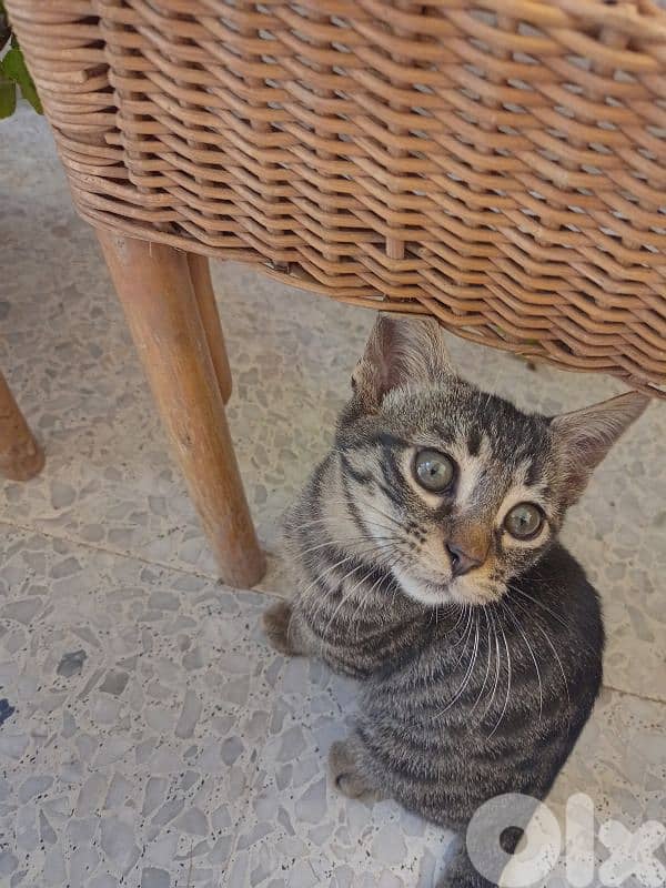 للتبني for free 1