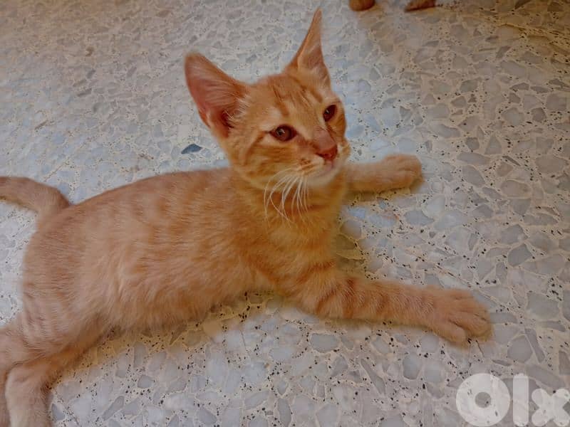 للتبني for free 2