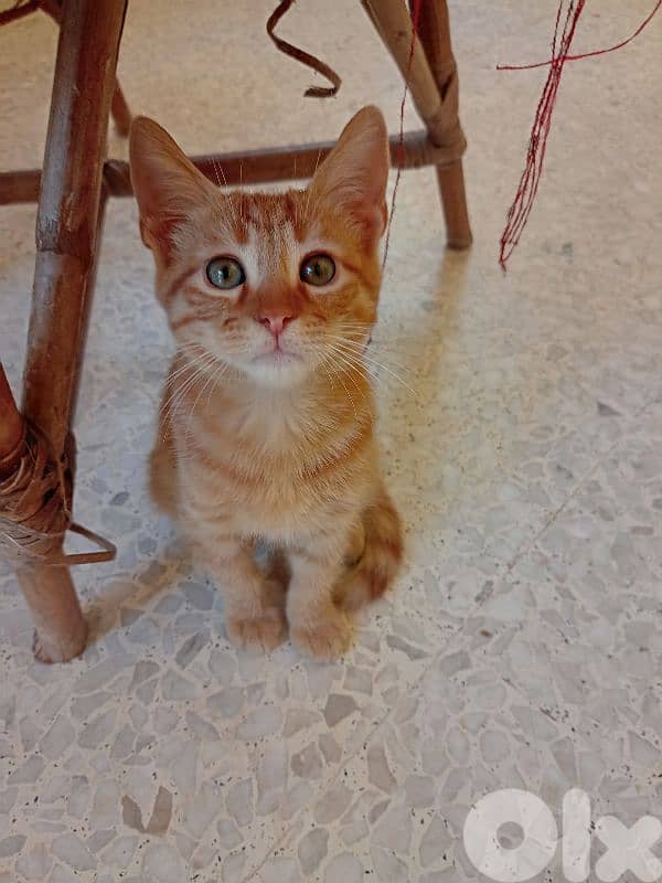 للتبني for free 3