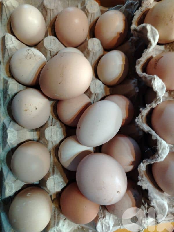 نهر براهيم 1