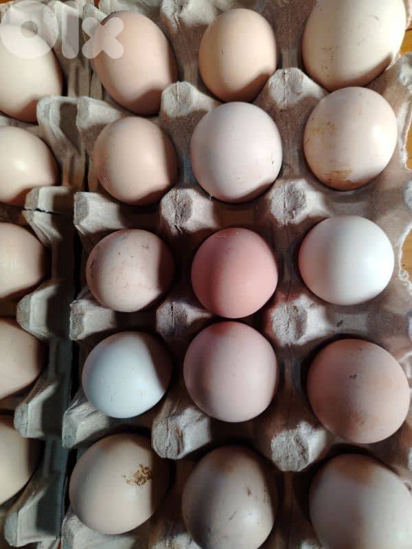 نهر براهيم 2