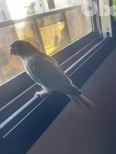 جوز فراخ ببغاء  كونيور