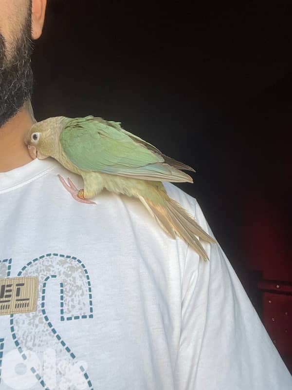 جوز فراخ ببغاء  كونيور 1