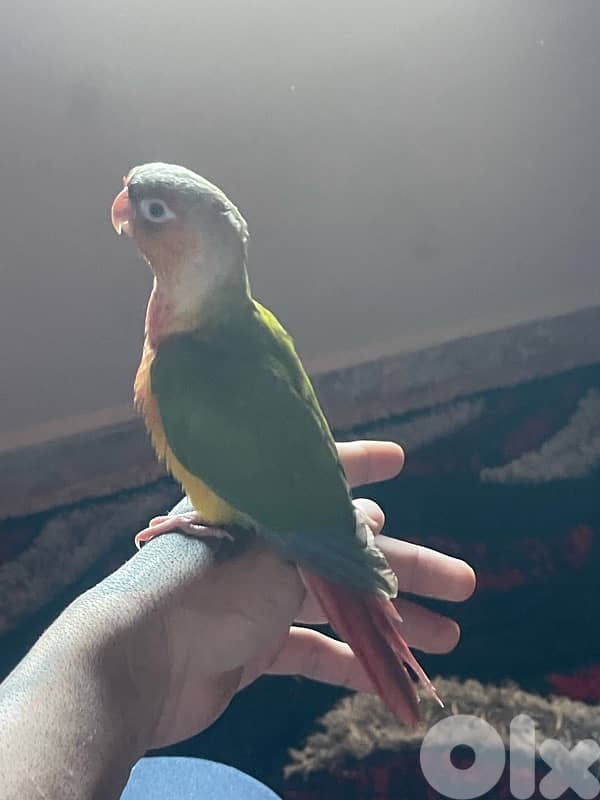 جوز فراخ ببغاء  كونيور 3