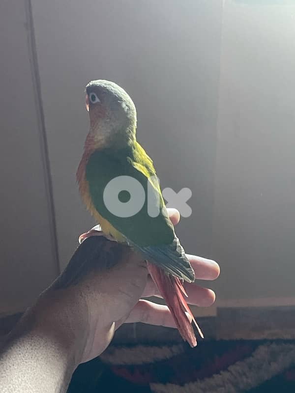 جوز فراخ ببغاء  كونيور 4