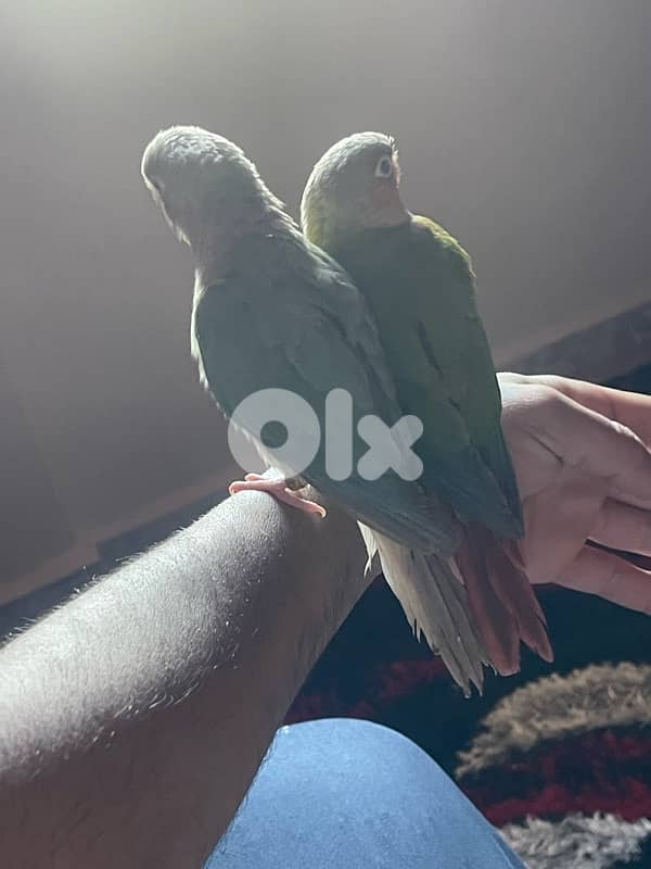 جوز فراخ ببغاء  كونيور 5