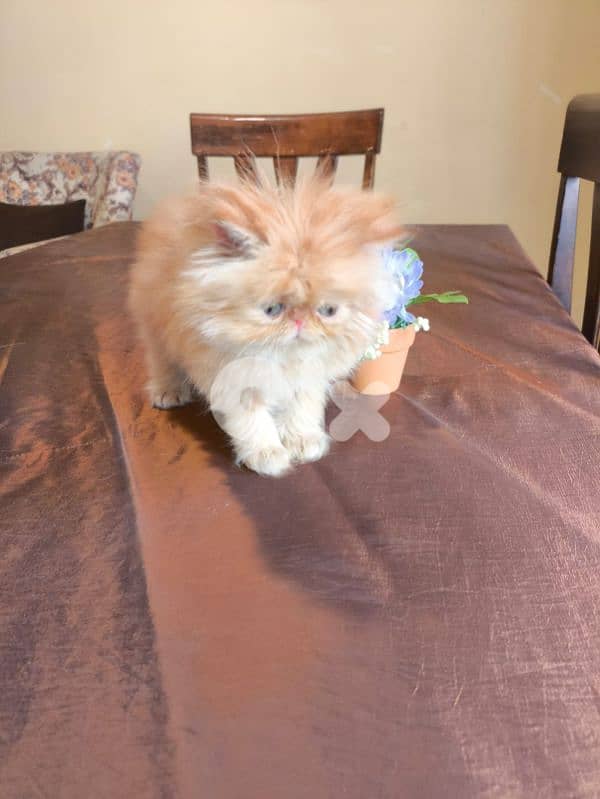 بيرجن بكي فيس 2