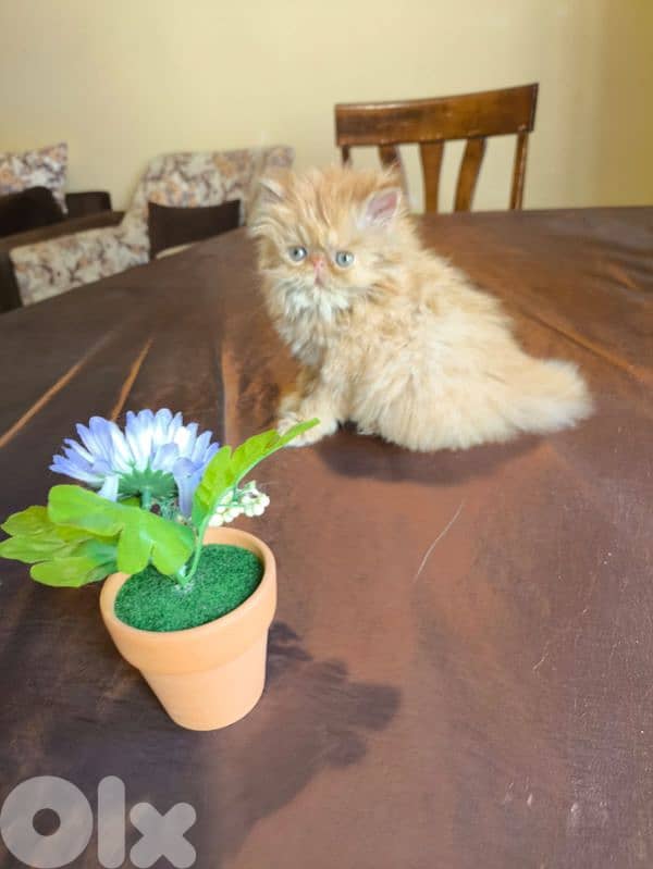 بيرجن بكي فيس 1