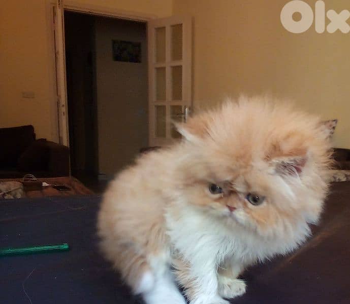 بيرجن بكي فيس 4