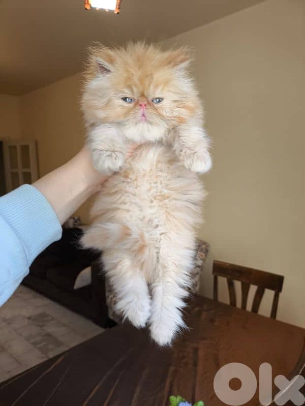 بيرجن بكي فيس 0