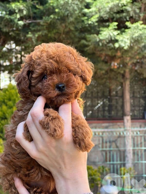 toy poodle your parents imported 0