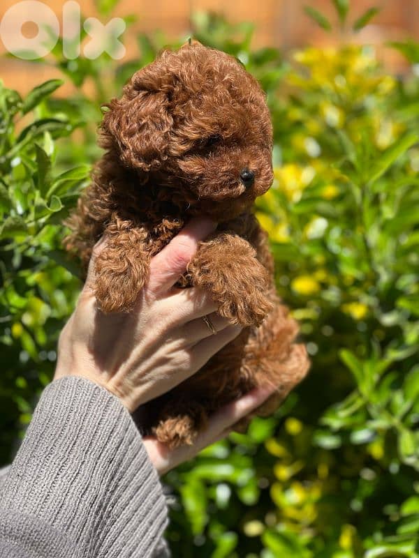 toy poodle your parents imported 1