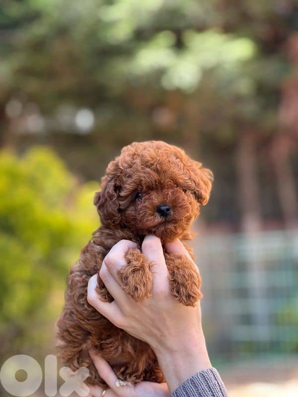 toy poodle your parents imported 2