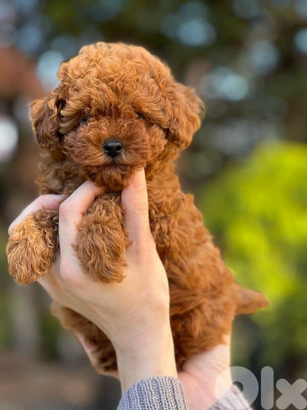 toy poodle your parents imported 3