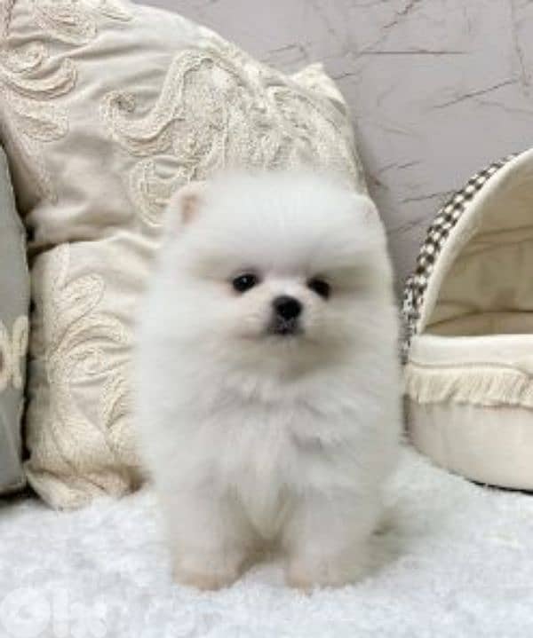 pomeranian teacup 5