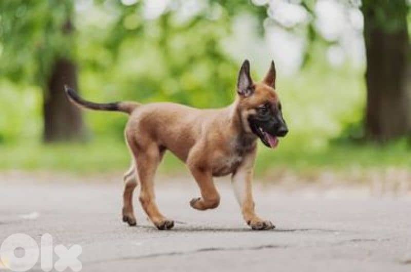 malinois 0
