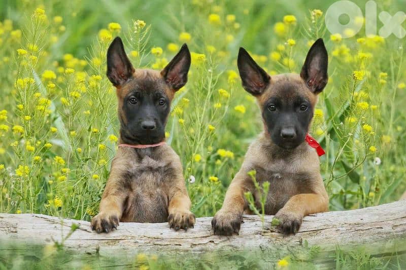malinois 1