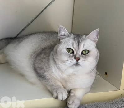 british chanchilla 70485808