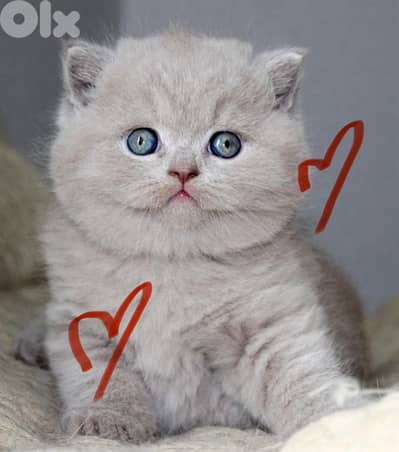 british lilac 70485808