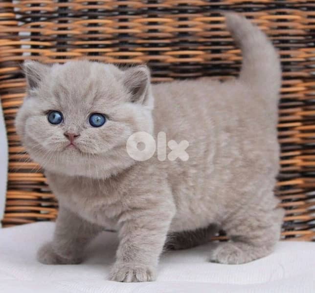 british lilac 70485808 1