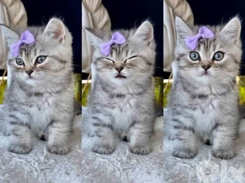 british lilac 70485808 3