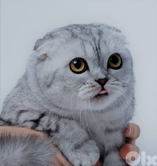 british lilac 70485808 4