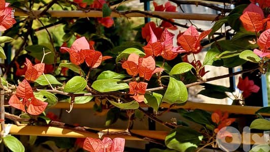 Potted climbing bougainvillea – ready for terrace