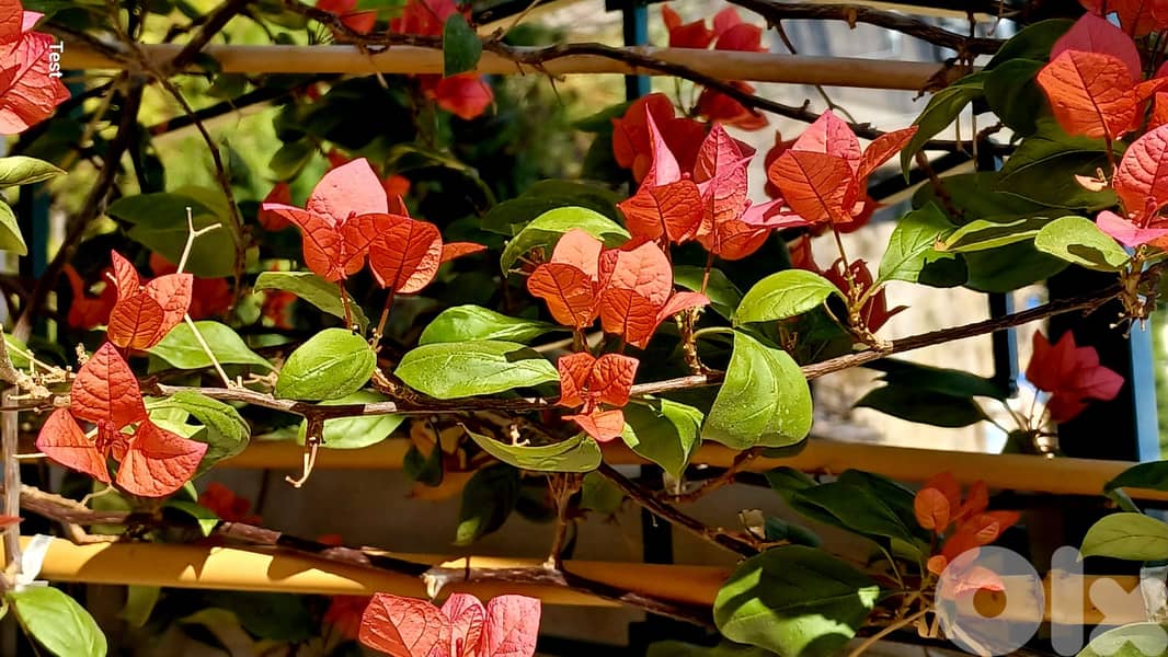 Potted climbing bougainvillea – ready for terrace 0