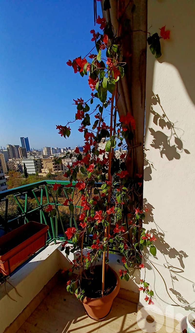Potted climbing bougainvillea – ready for terrace 1