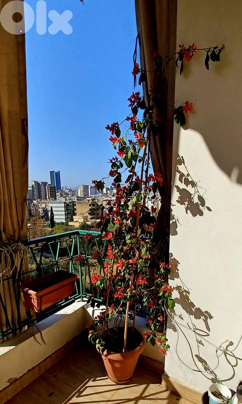 Potted climbing bougainvillea – ready for terrace 2