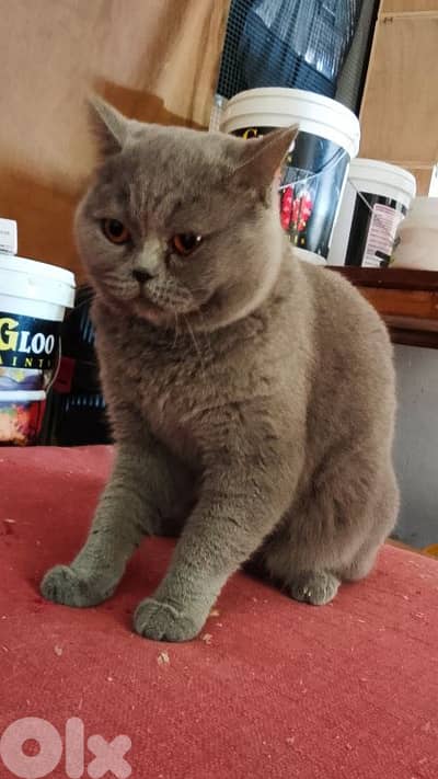 british male بريتيش ذكر