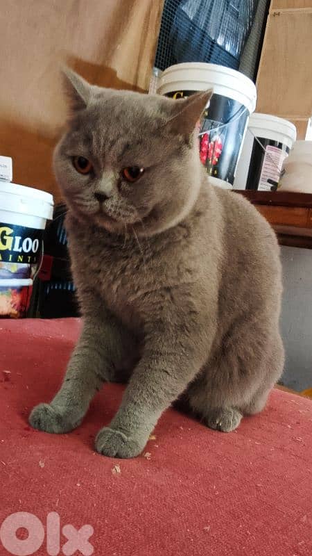 british male بريتيش ذكر 0