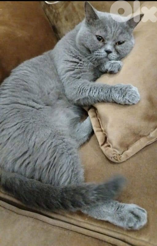 british male بريتيش ذكر 1