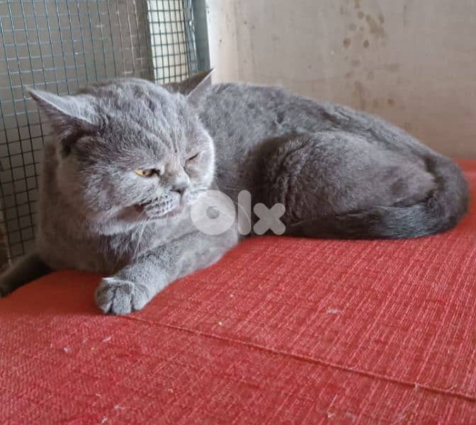 british male بريتيش ذكر 2