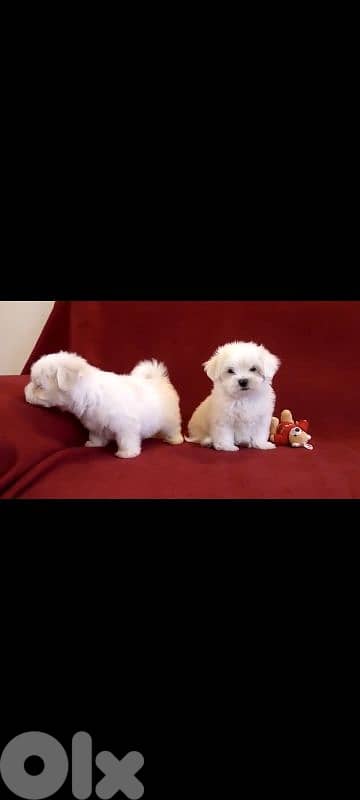 أحلى الأسعار