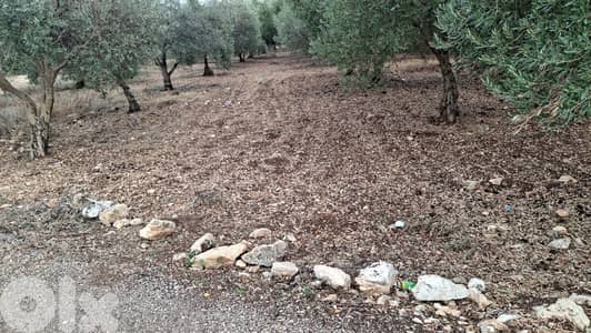 Land for sale in Bziza-Koura - أرض للبيع في بزيزا - الكورة