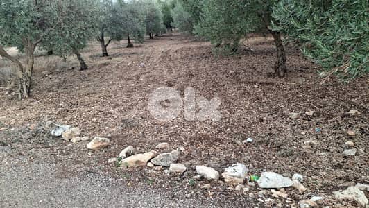 Land for sale in Bziza-Koura - أرض للبيع في بزيزا - الكورة