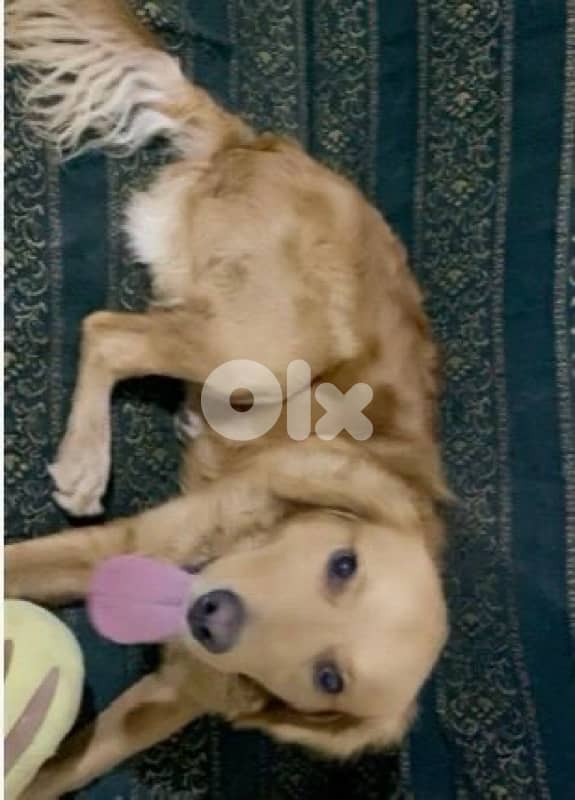 Friendly Golden Retreiver For Sale 0
