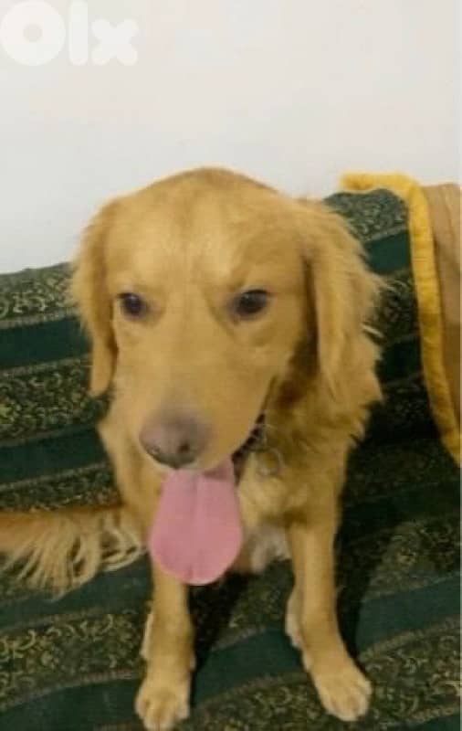 Friendly Golden Retreiver For Sale 1
